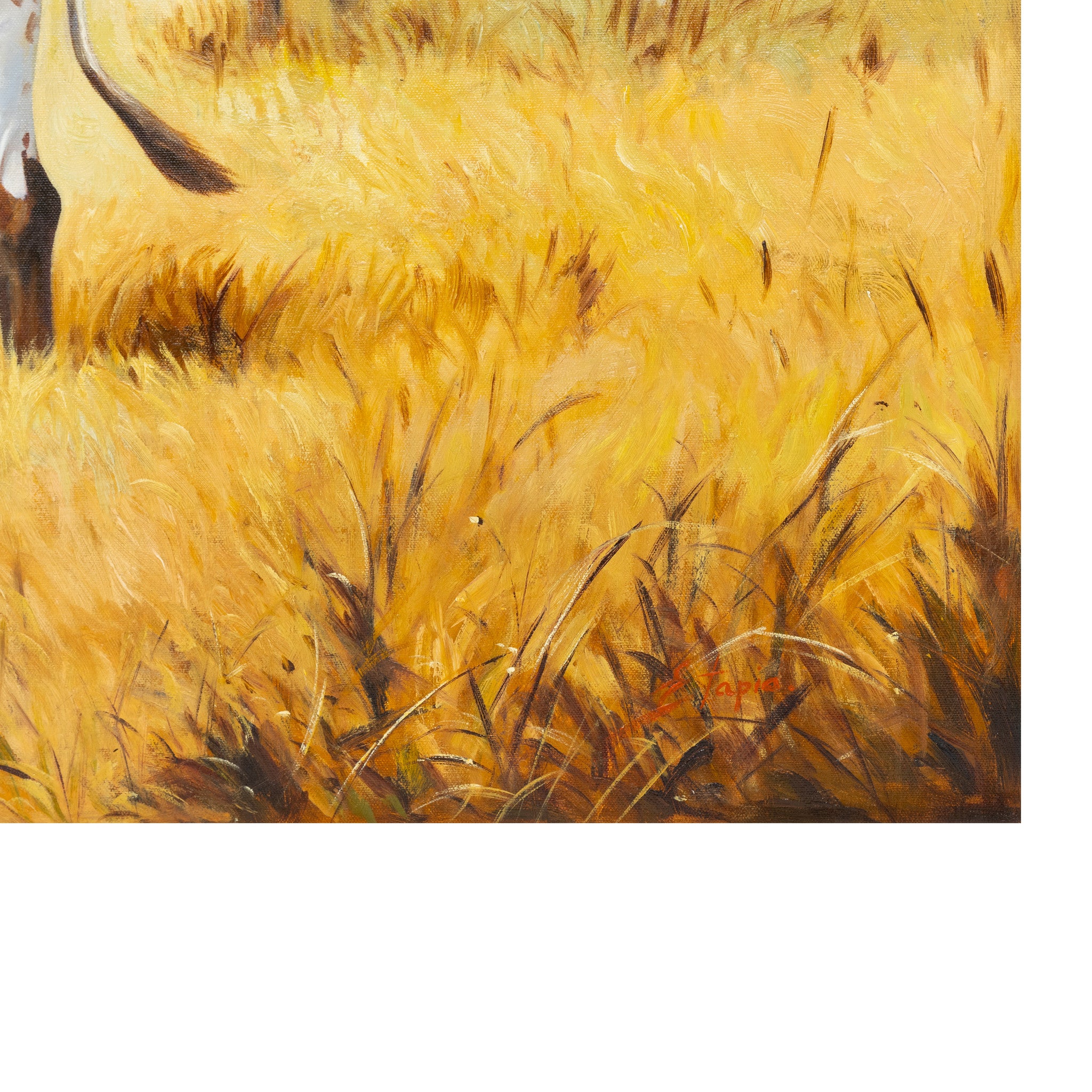 Longhorn by E. Tapia