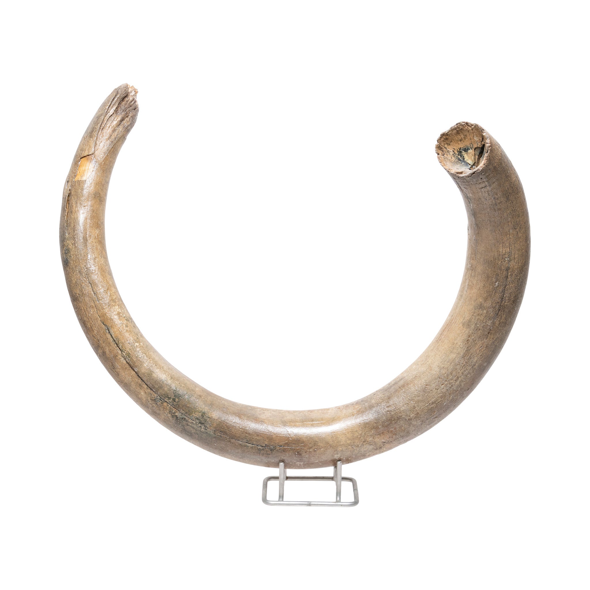 Fossilized Woolly Mammoth Tusk, Native, Carving, Ivory