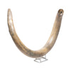 Fossilized Woolly Mammoth Tusk