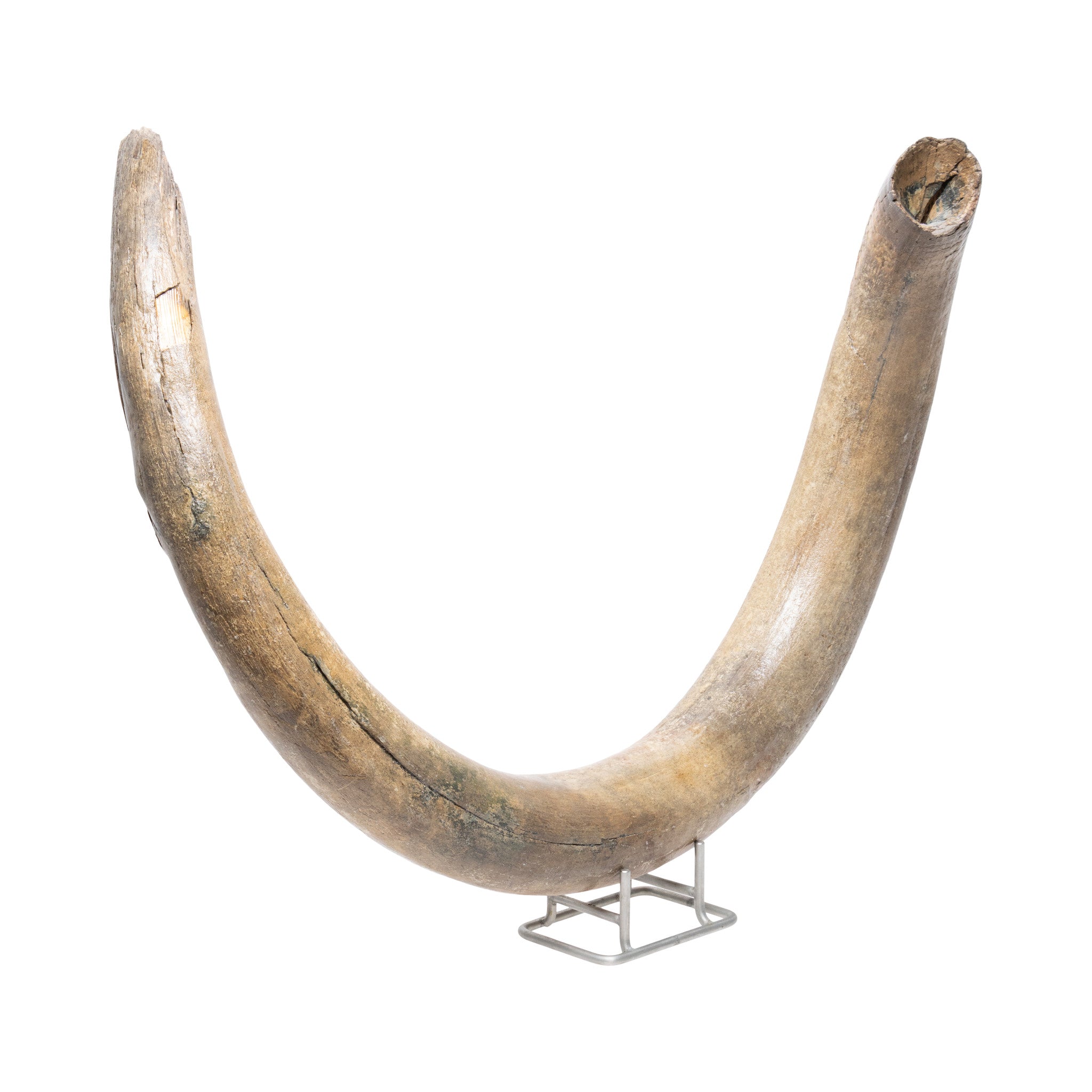 Fossilized Woolly Mammoth Tusk