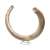 Fossilized Woolly Mammoth Tusk