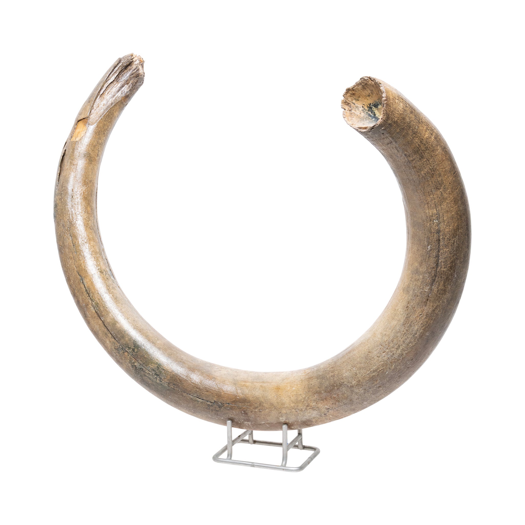 Fossilized Woolly Mammoth Tusk