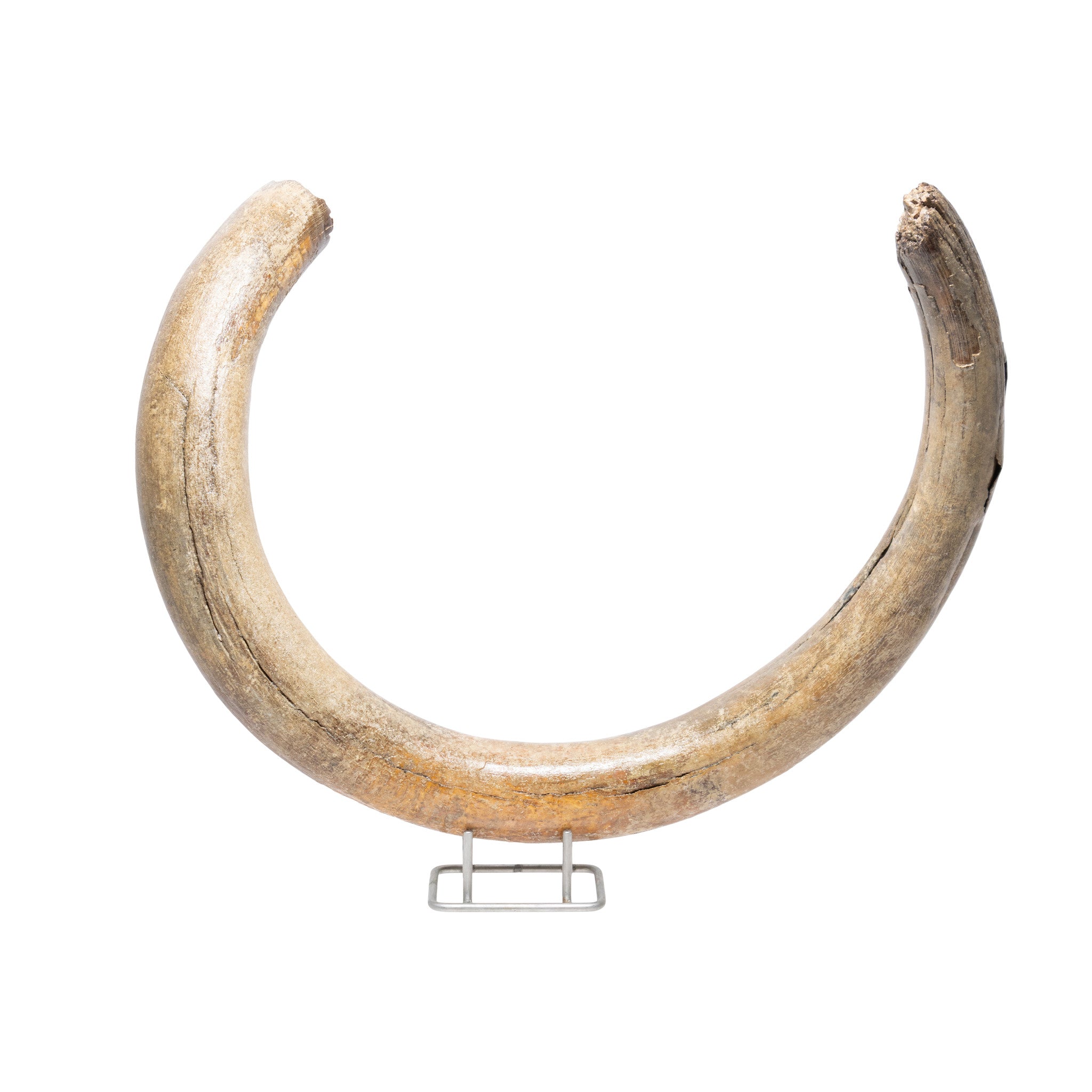 Fossilized Woolly Mammoth Tusk