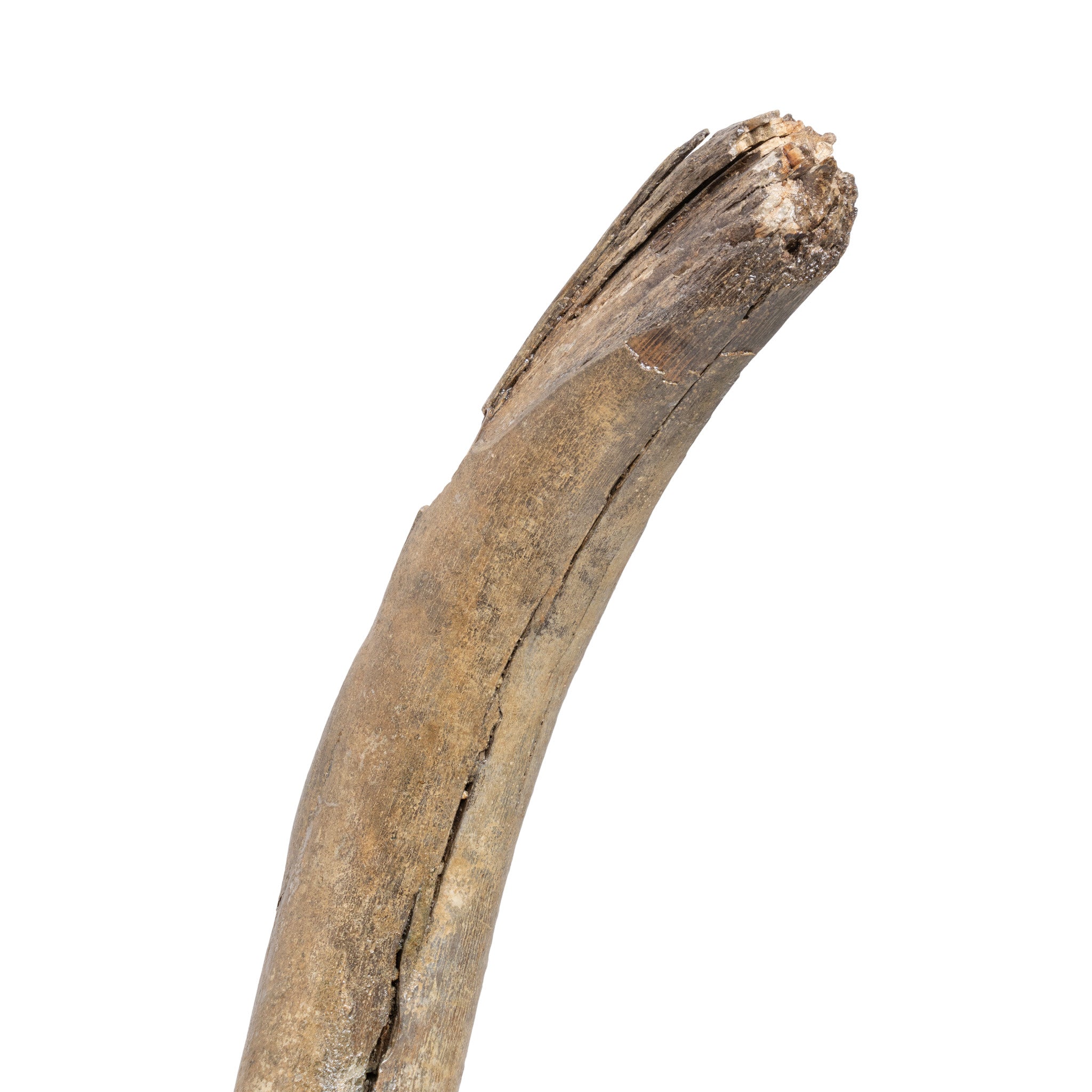 Fossilized Woolly Mammoth Tusk