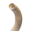 Fossilized Woolly Mammoth Tusk