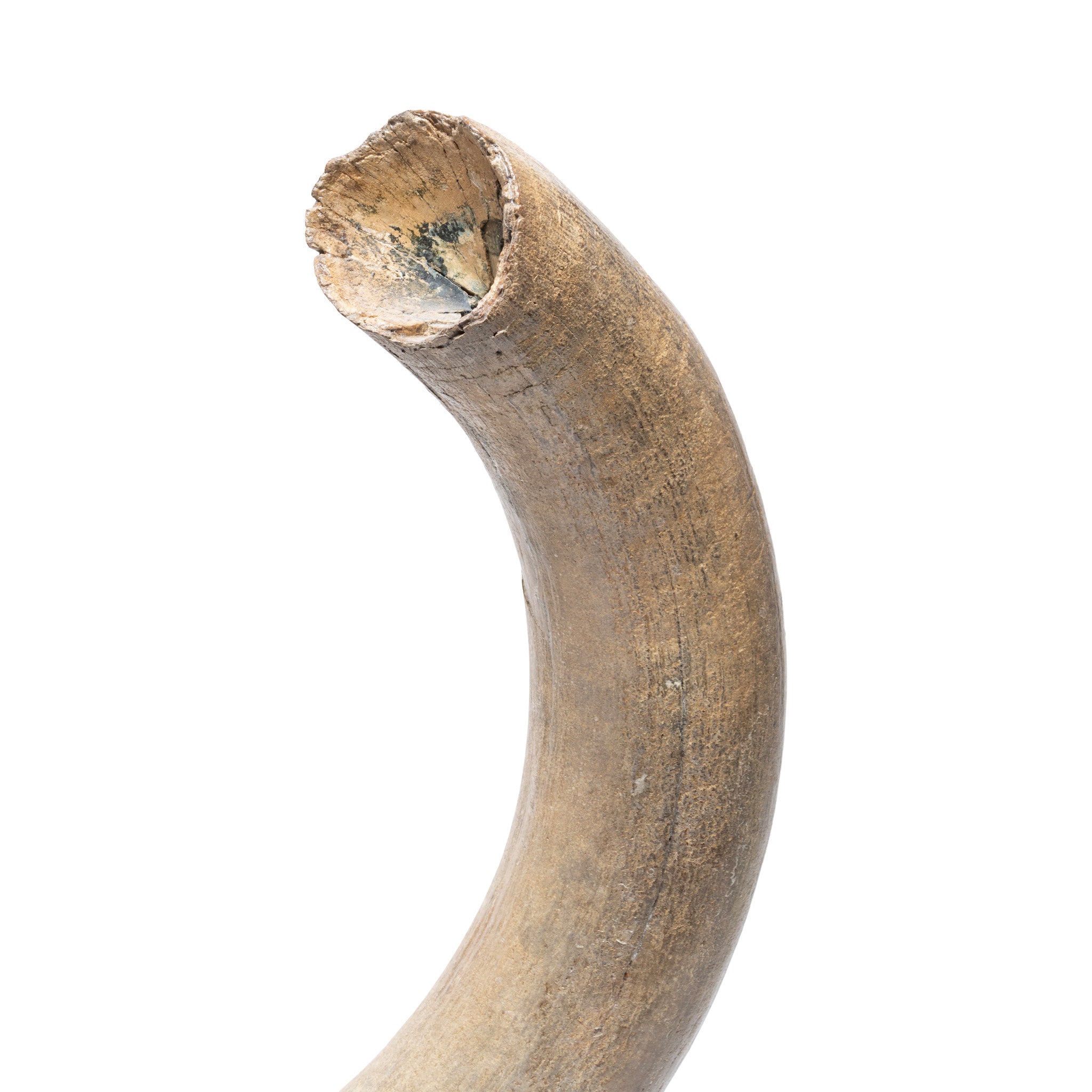 Fossilized Woolly Mammoth Tusk