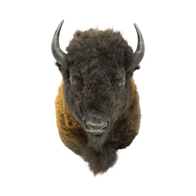 Wyoming Buffalo Mount, Furnishings, Taxidermy, Buffalo