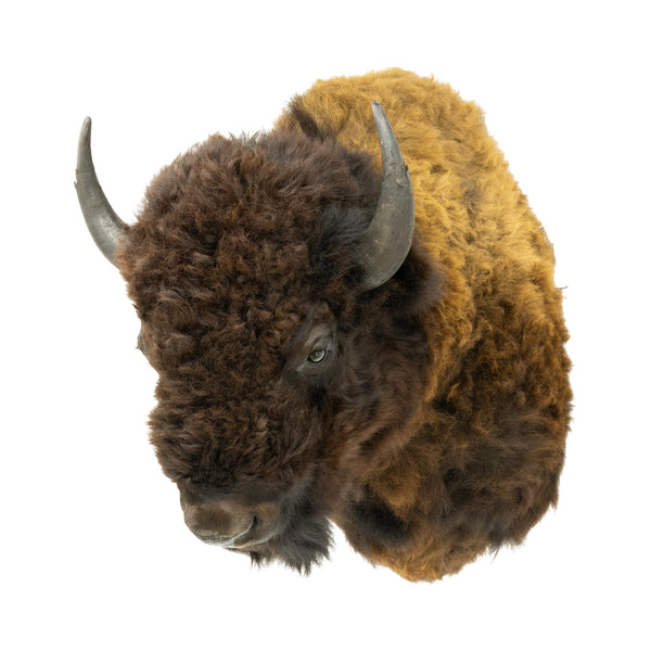Wyoming Buffalo Shoulder Mount, Furnishings, Taxidermy, Buffalo