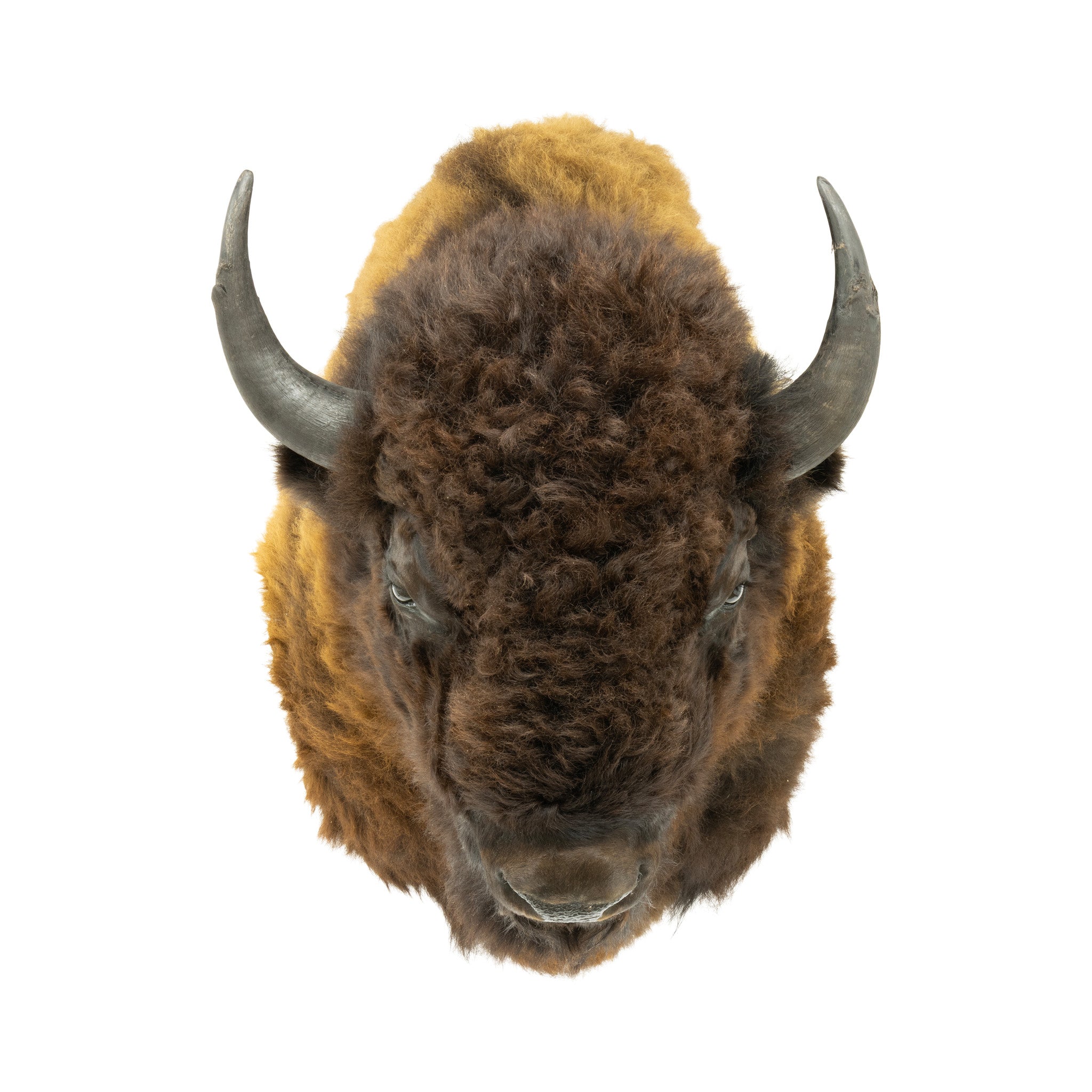 Wyoming Buffalo Shoulder Mount
