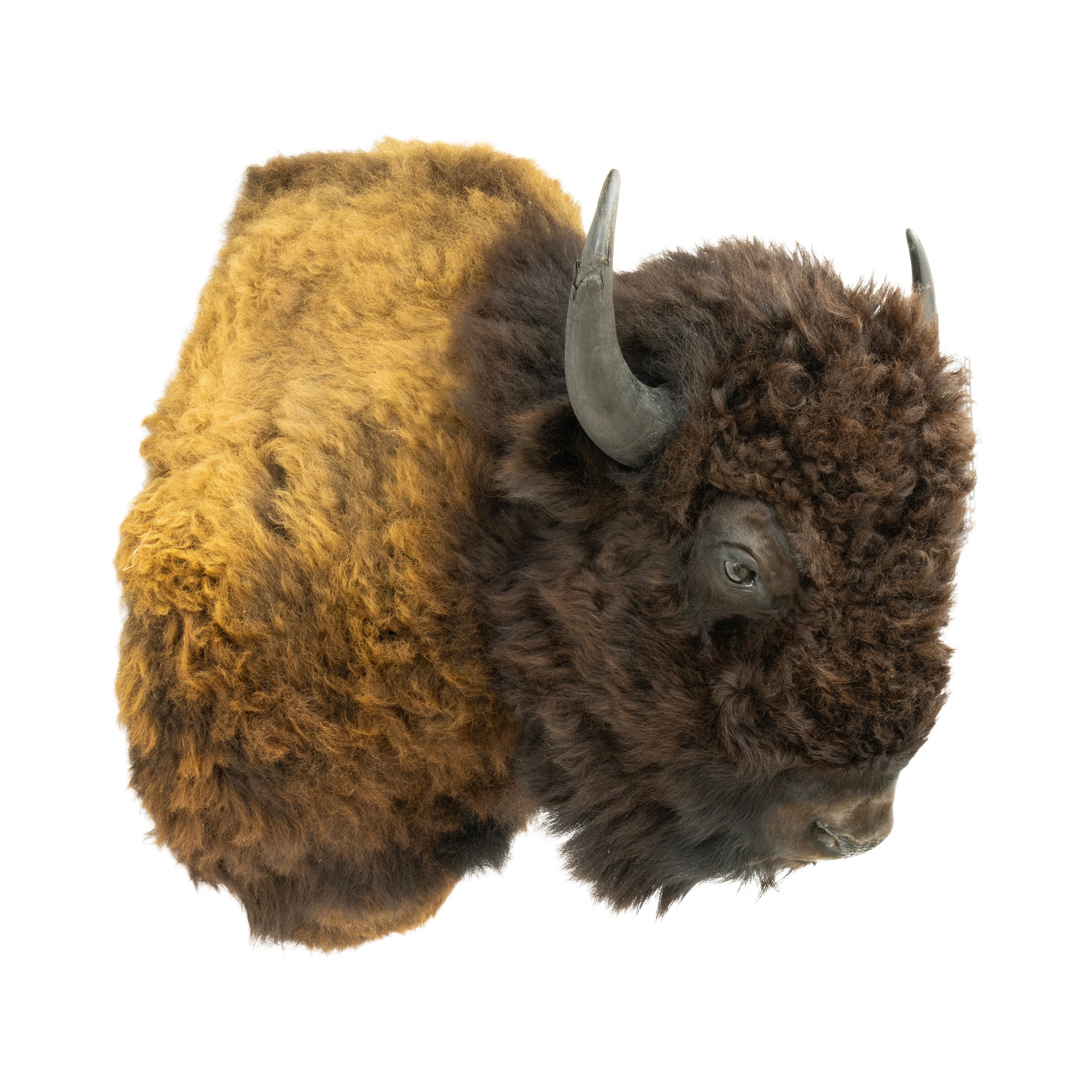 Wyoming Buffalo Shoulder Mount