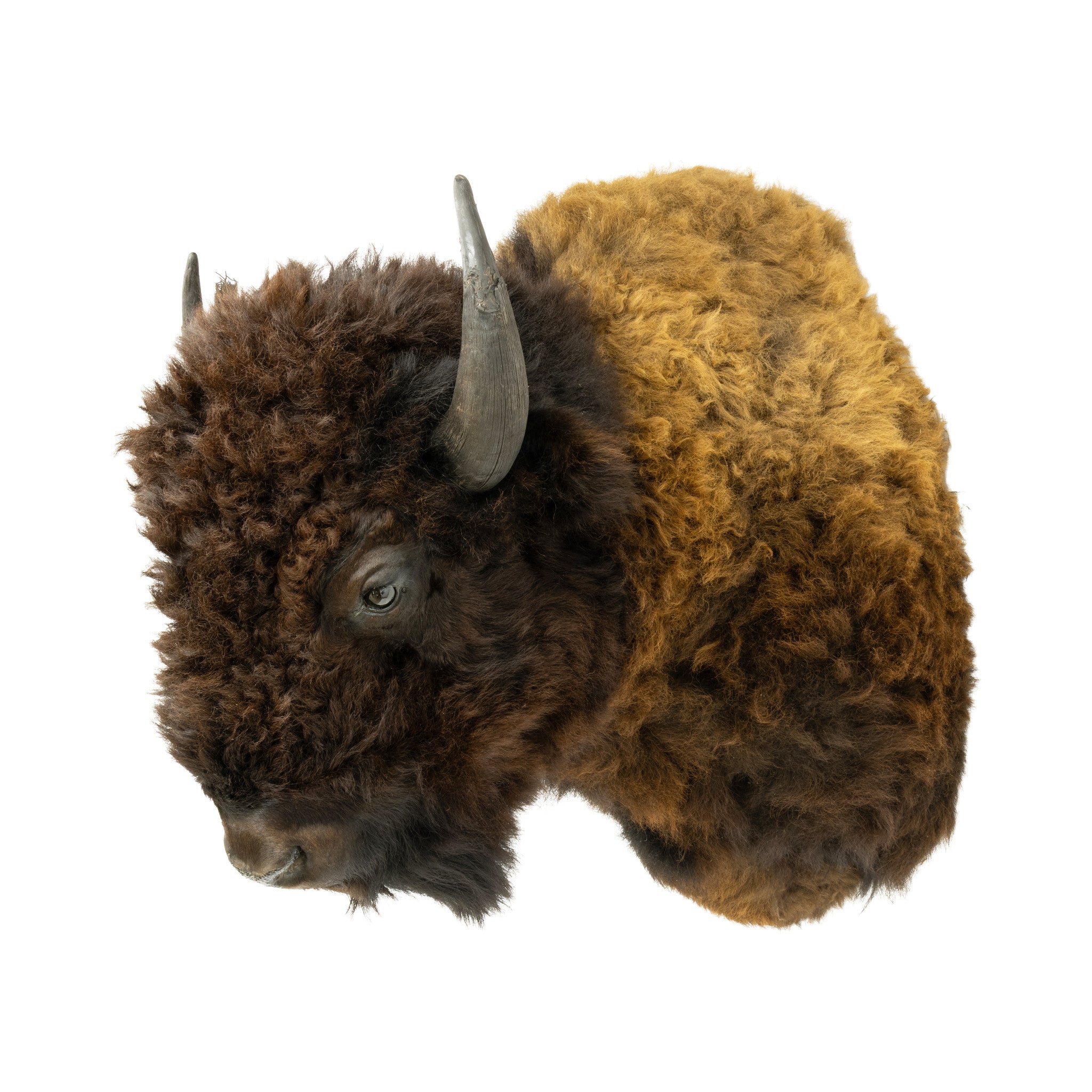 Wyoming Buffalo Shoulder Mount