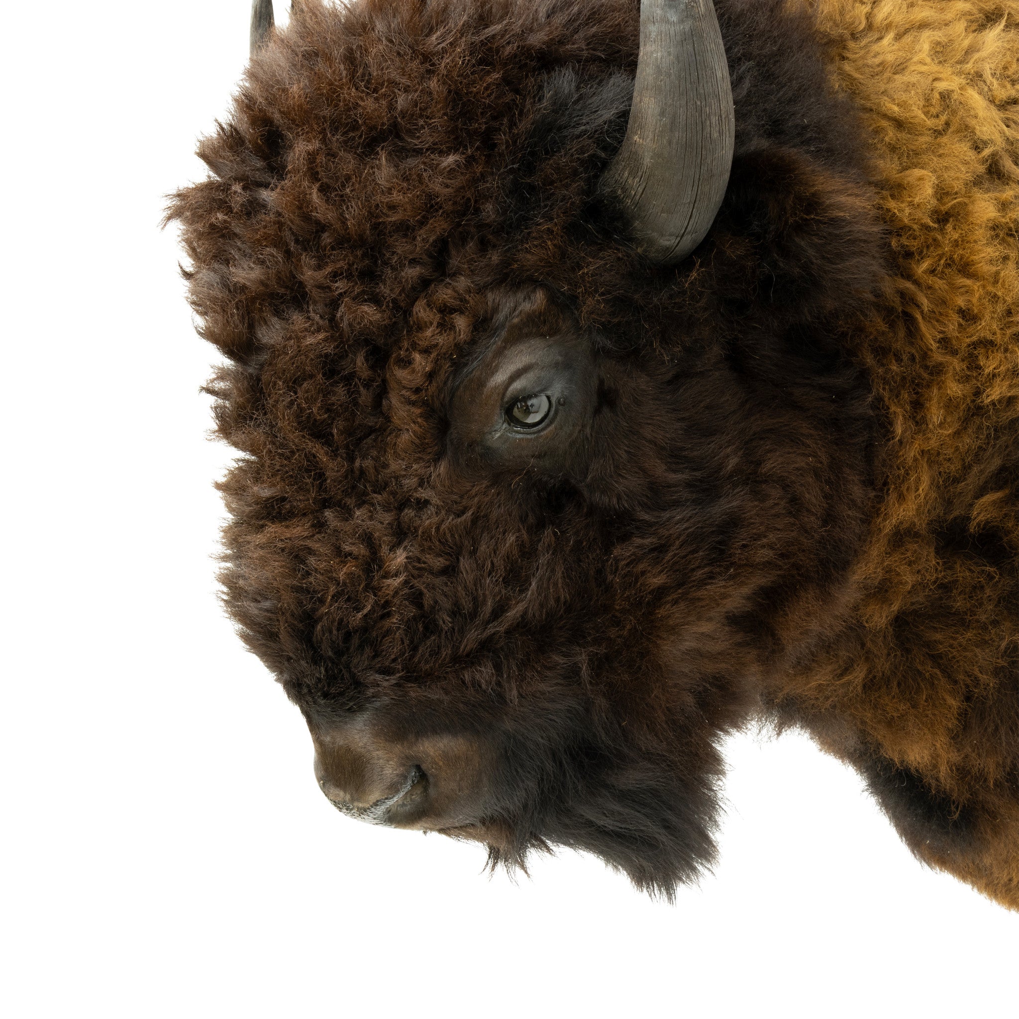 Wyoming Buffalo Shoulder Mount