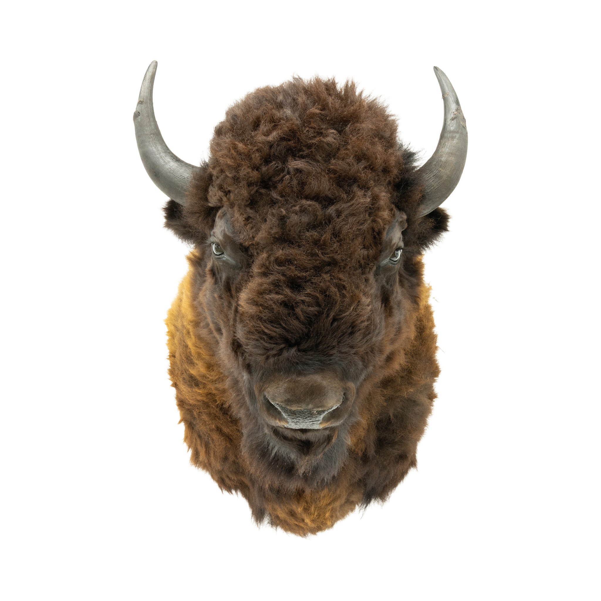 Wyoming Buffalo Shoulder Mount
