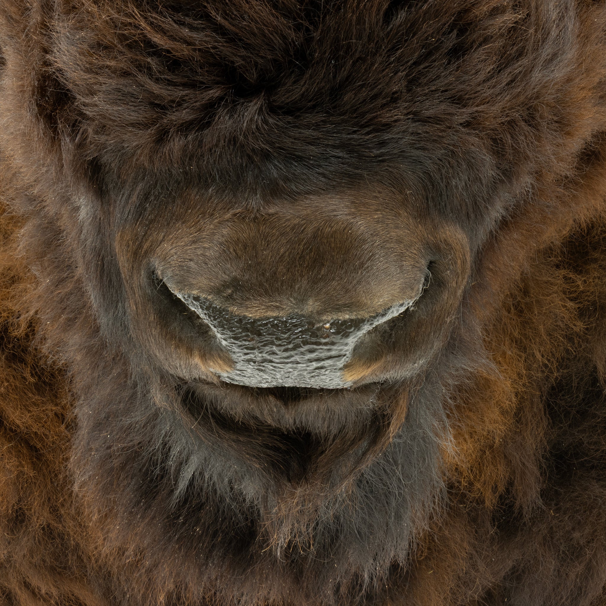 Wyoming Buffalo Shoulder Mount