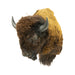Wyoming Buffalo Mount, Furnishings, Taxidermy, Buffalo