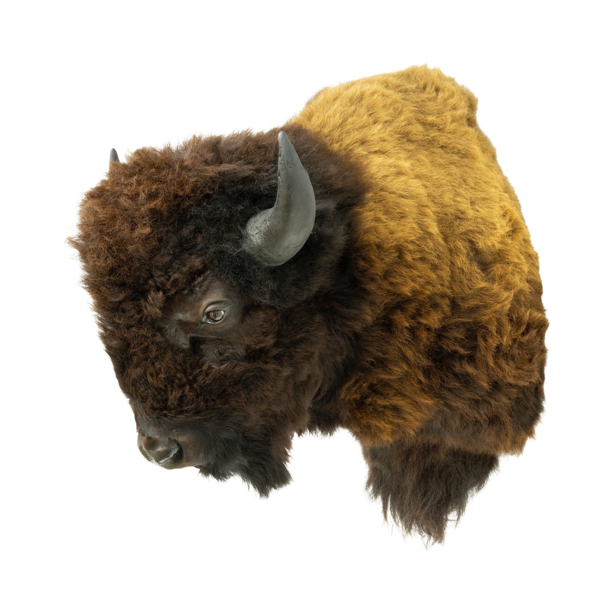 Wyoming Buffalo Mount
