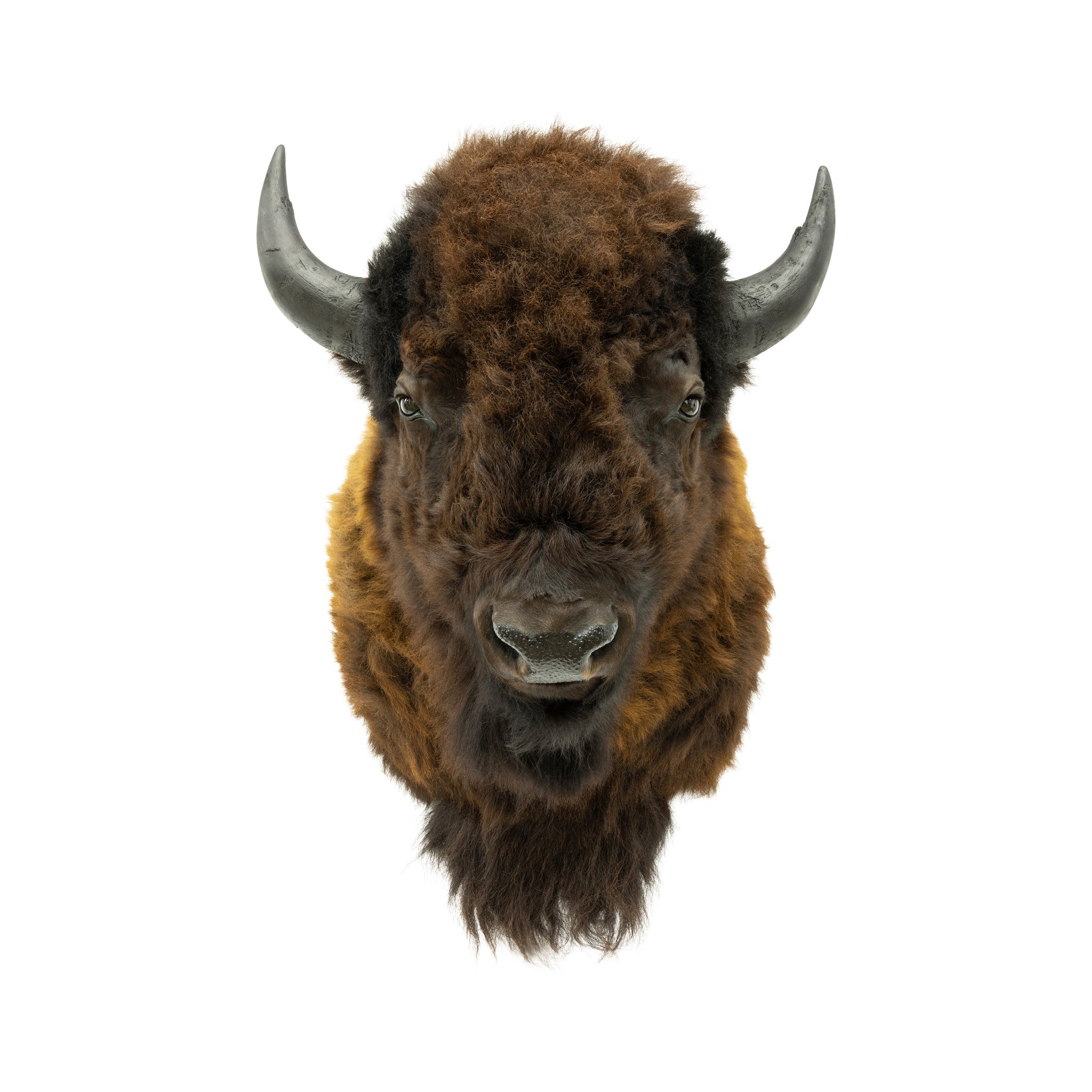 Wyoming Buffalo Mount