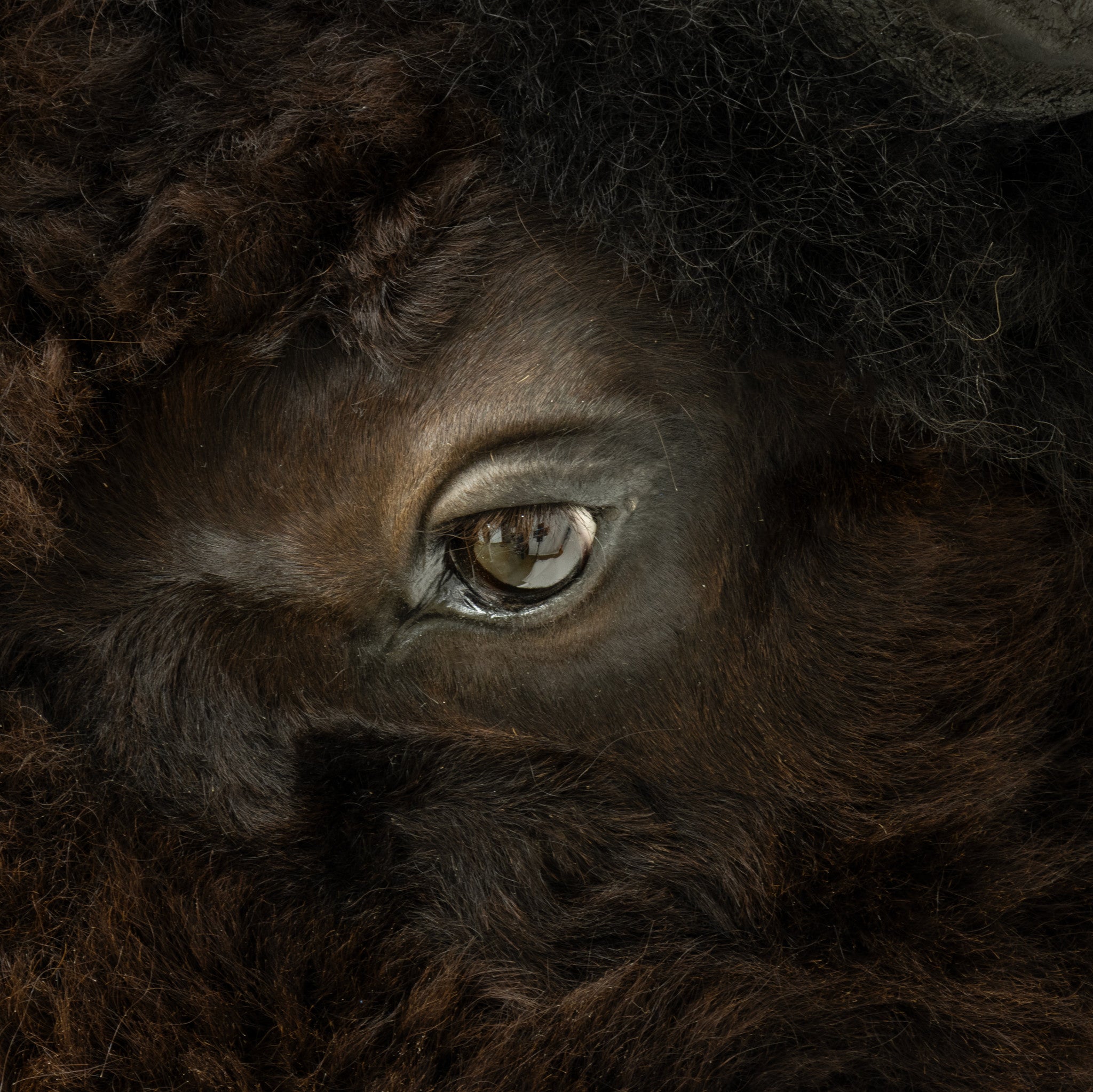 Wyoming Buffalo Mount