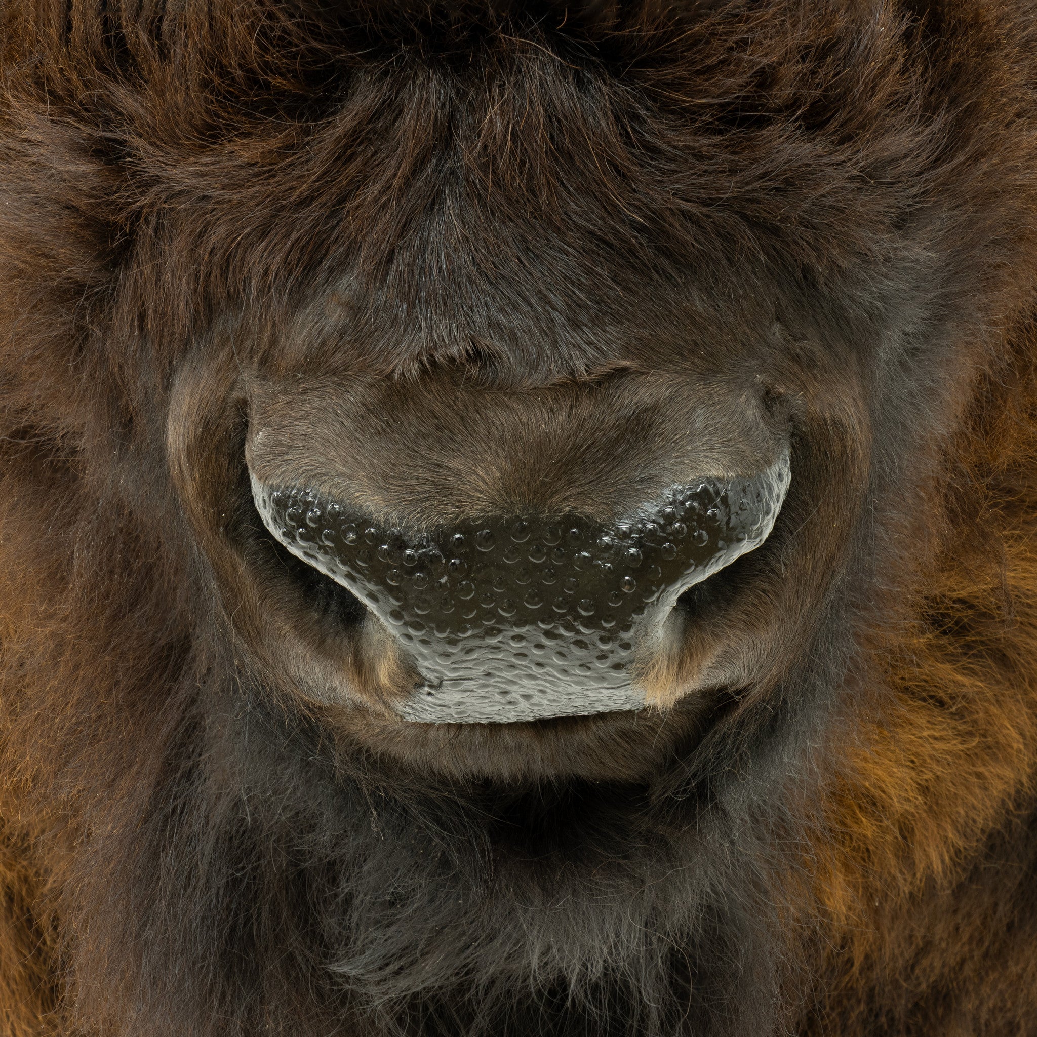 Wyoming Buffalo Mount