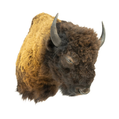 Wyoming Buffalo Mount, Furnishings, Taxidermy, Buffalo