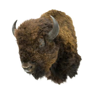 Wyoming Buffalo Herd Bull Mount, Furnishings, Taxidermy, Buffalo