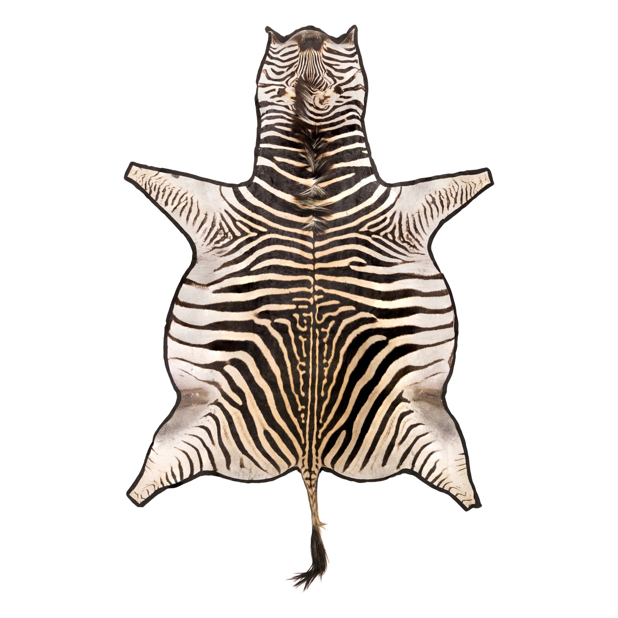 A Grade Zebra Rug, Furnishings, Taxidermy, Other