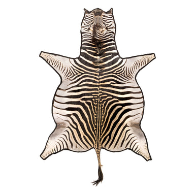 A Grade Zebra Rug, Furnishings, Taxidermy, Other