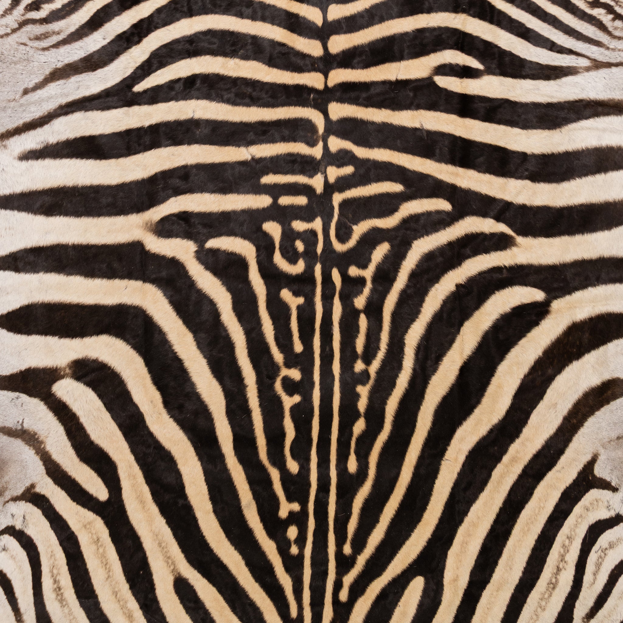 A Grade Zebra Rug