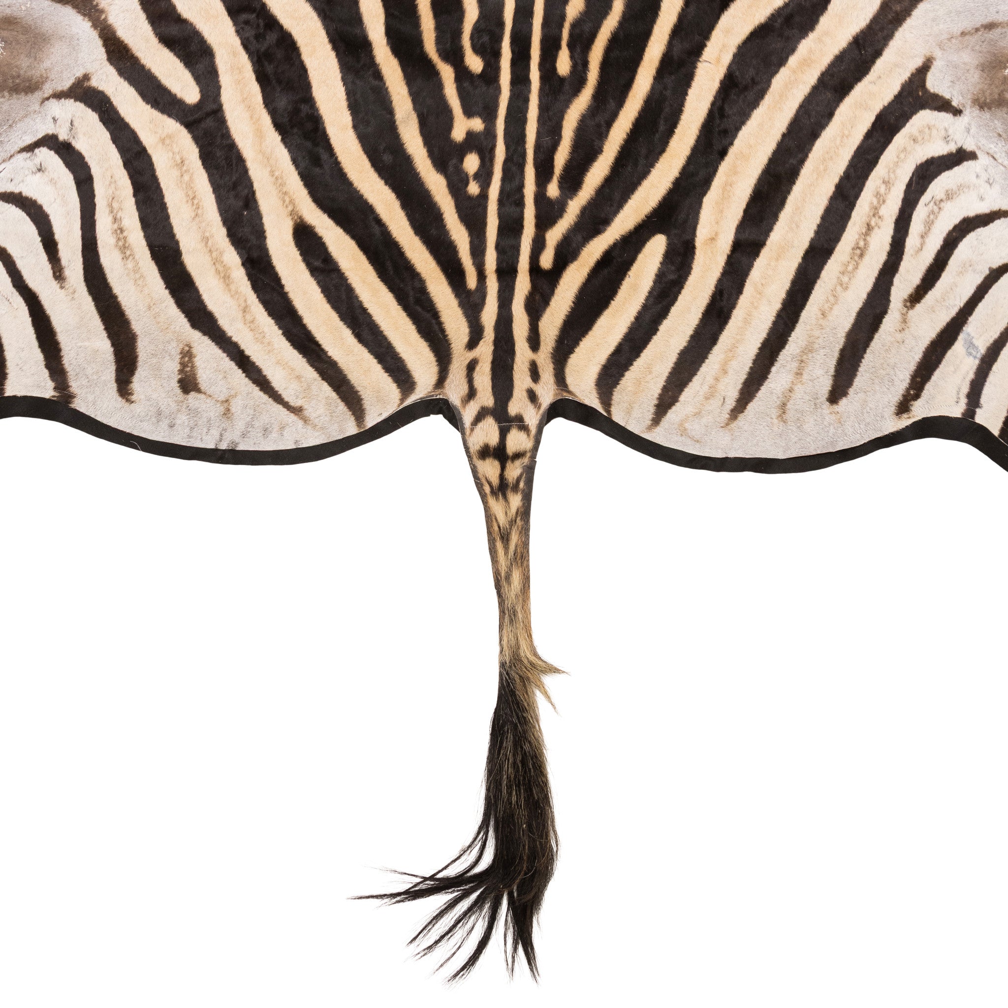 A Grade Zebra Rug
