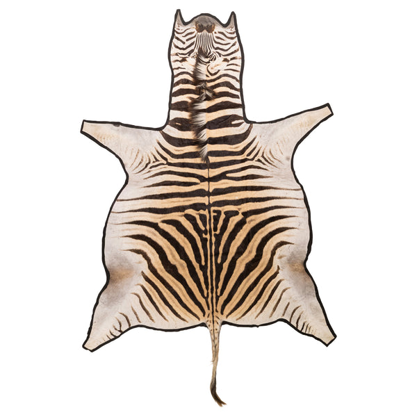 A Grade Zebra Rug, Furnishings, Taxidermy, Other