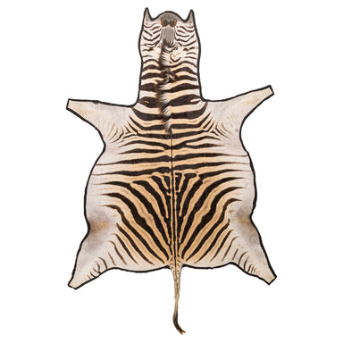 A Grade Zebra Rug, Furnishings, Taxidermy, Other