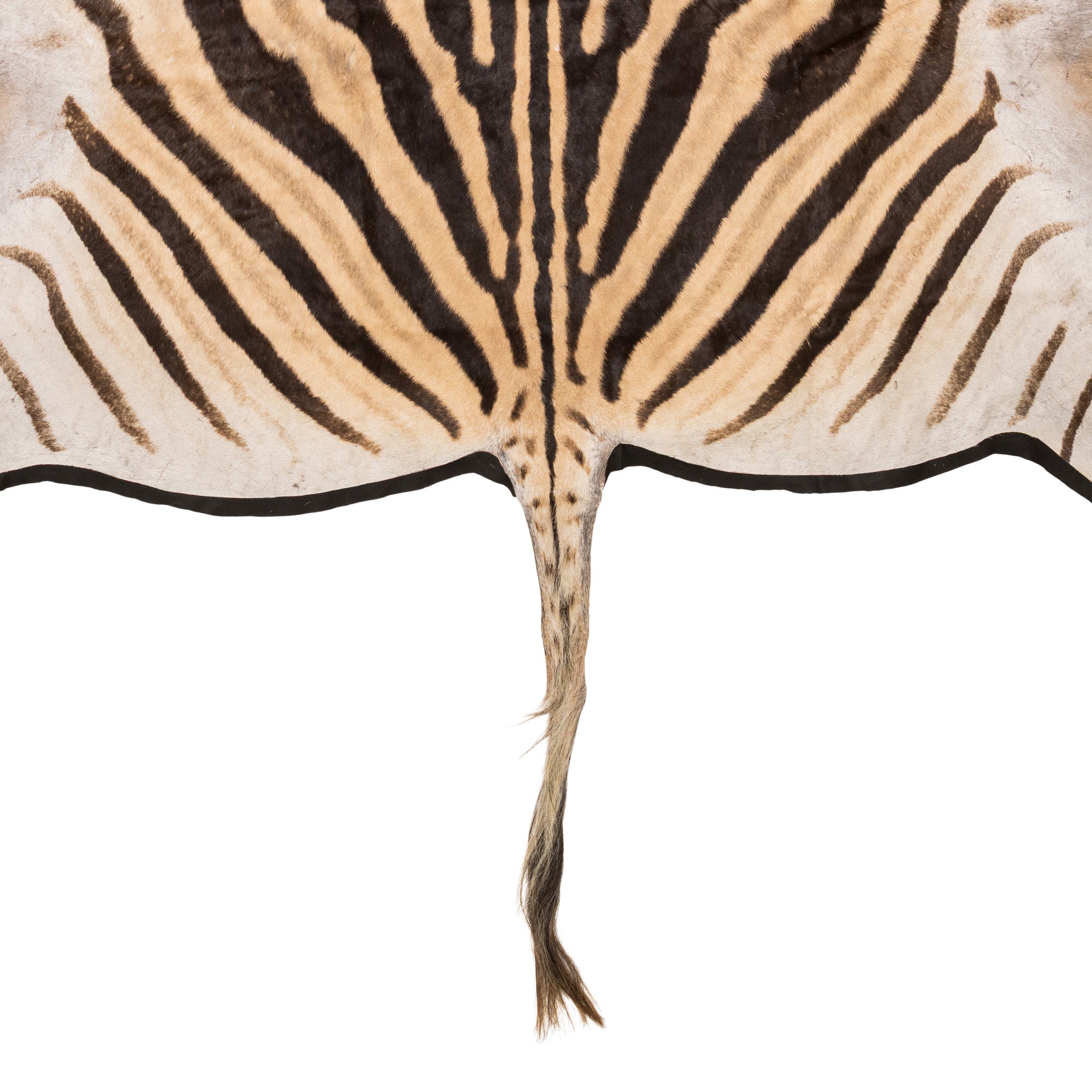 A Grade Zebra Rug