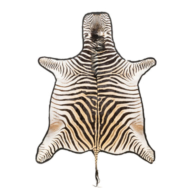 A Grade Zebra Rug, Furnishings, Taxidermy, Other