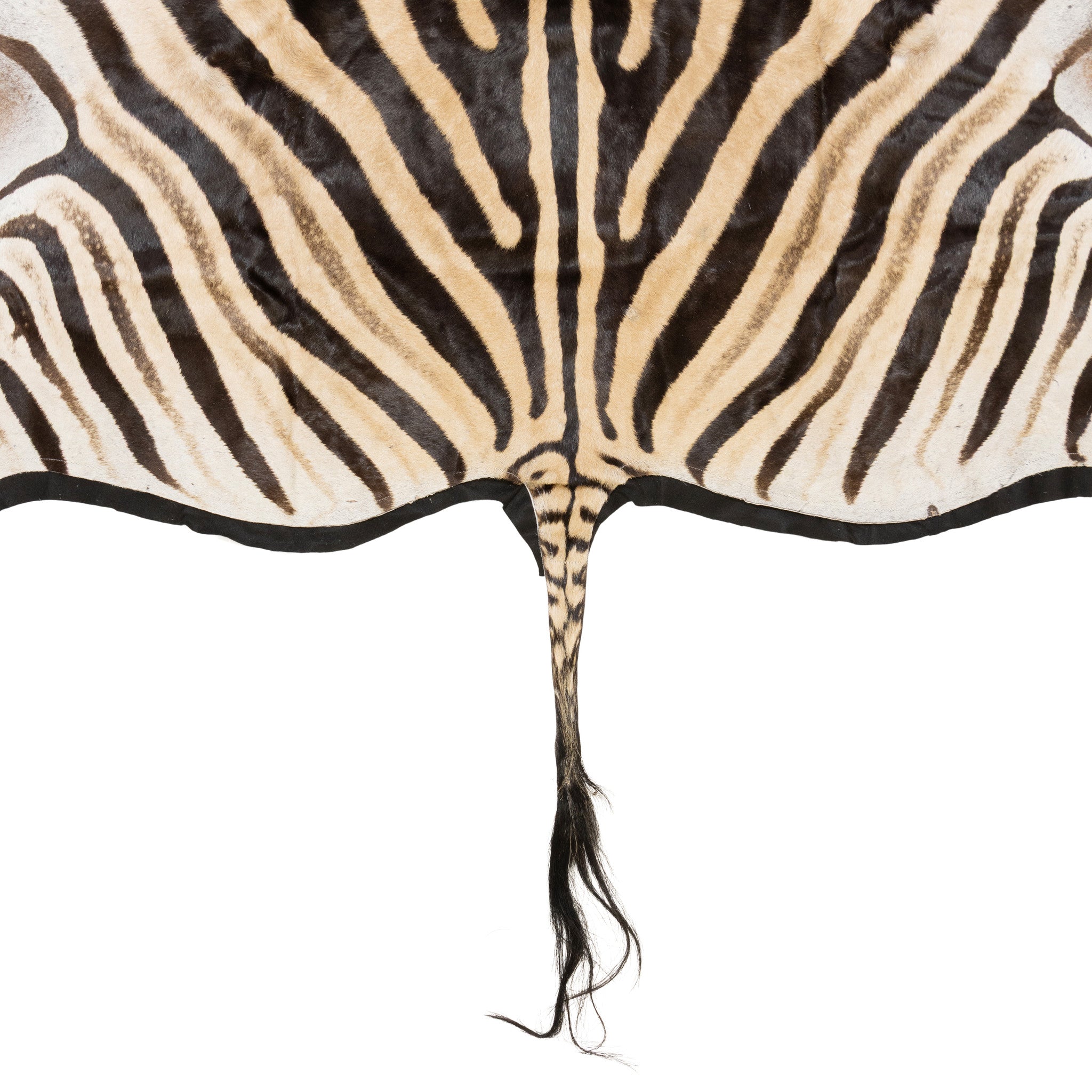 A Grade Zebra Rug