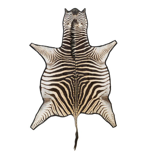 A Grade Zebra Rug, Furnishings, Taxidermy, Other