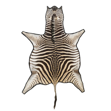 A Grade Zebra Rug, Furnishings, Taxidermy, Other