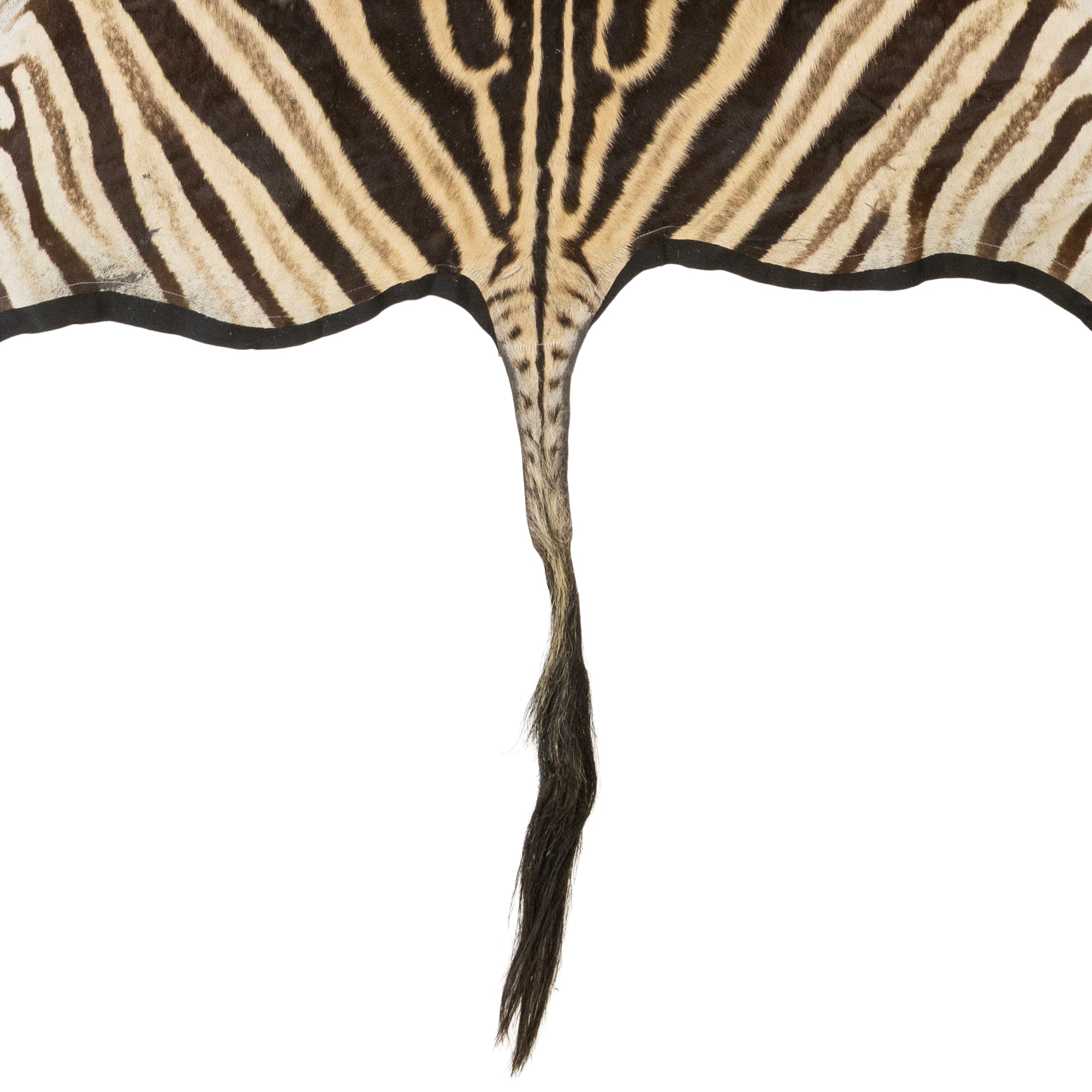 A Grade Zebra Rug