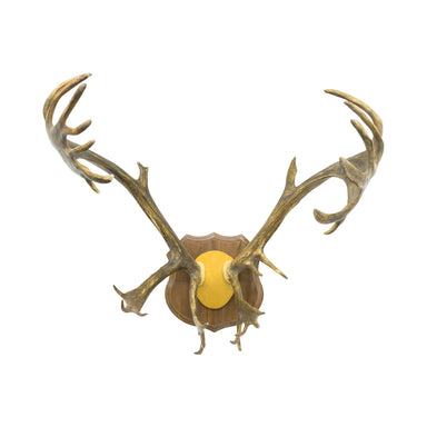 Caribou Rack, Furnishings, Taxidermy, Elk
