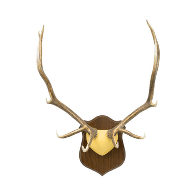 6 x 6 Elk Rack, Furnishings, Taxidermy, Elk