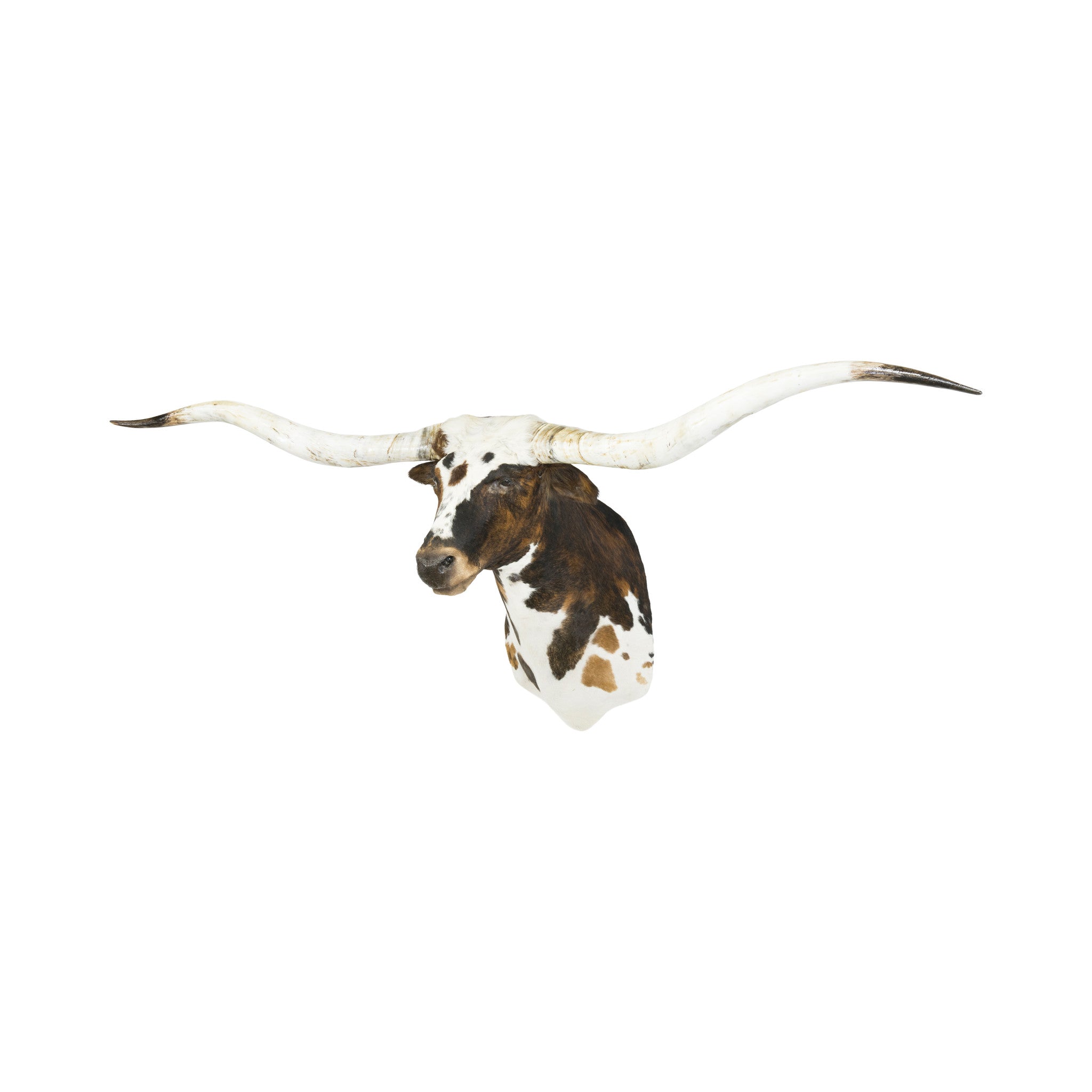 Tri Colored Texas Longhorn, Furnishings, Taxidermy, Longhorn