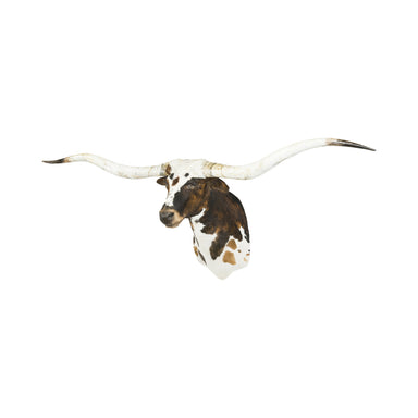 Tri Colored Texas Longhorn, Furnishings, Taxidermy, Longhorn