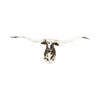 Tri Colored Texas Longhorn