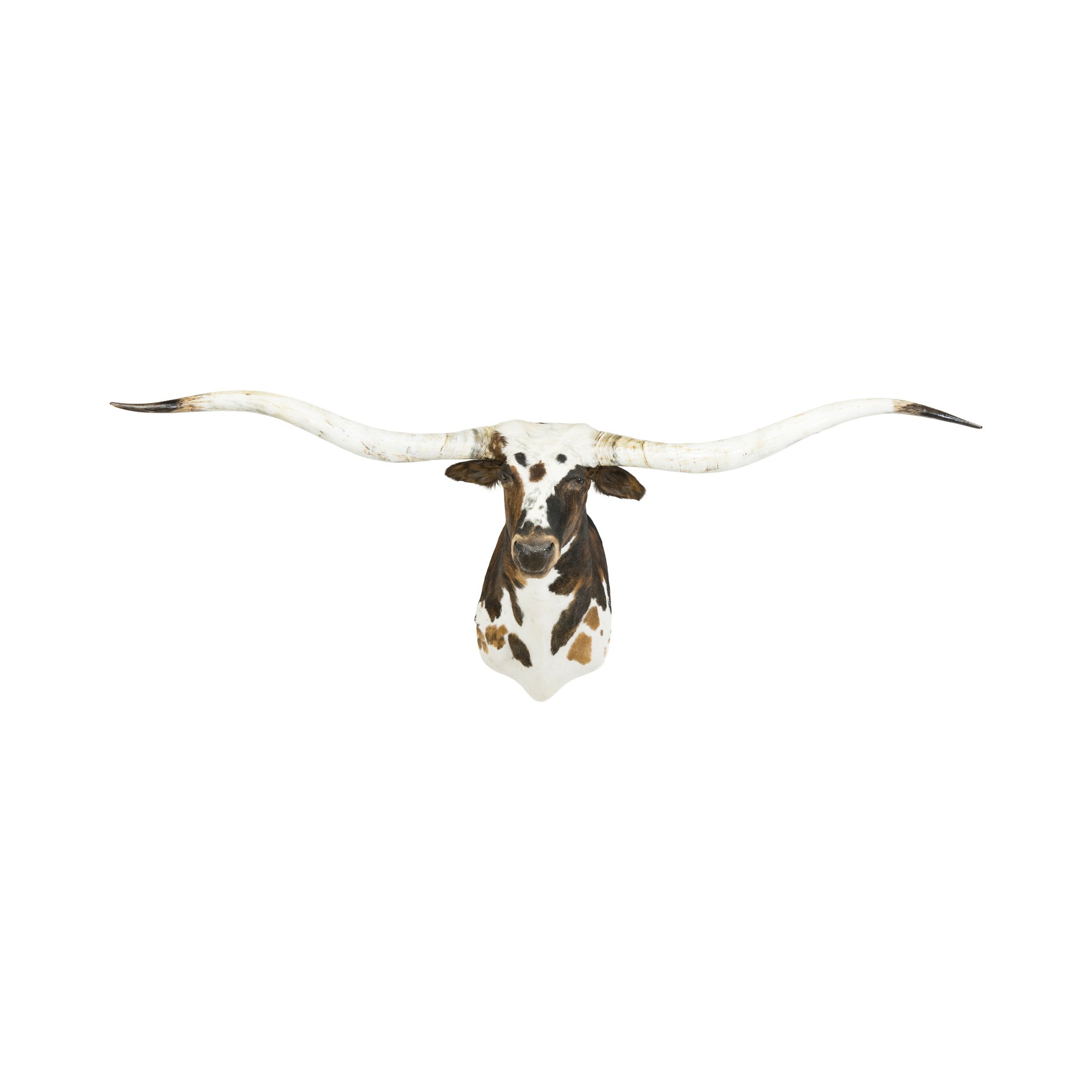 Tri Colored Texas Longhorn