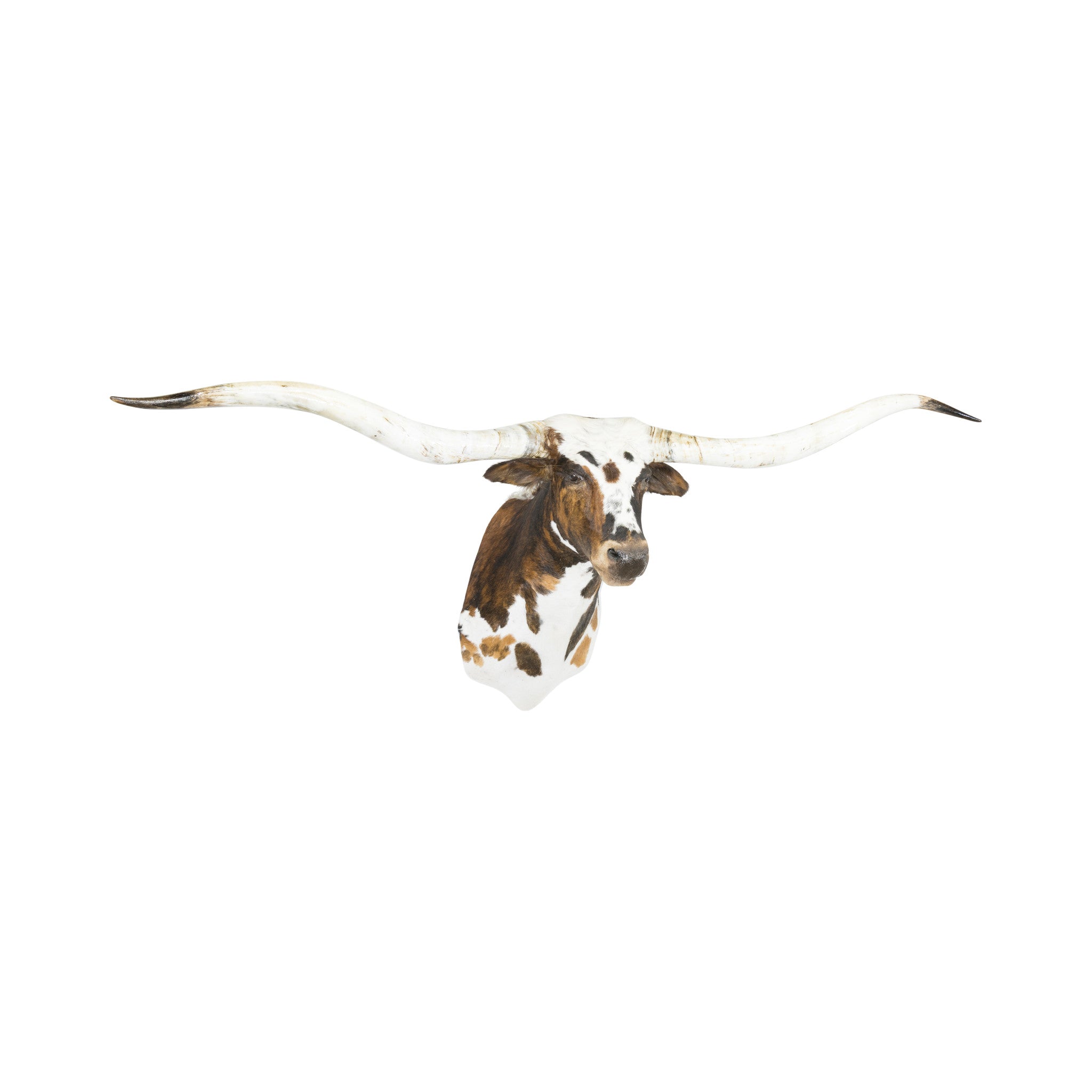 Tri Colored Texas Longhorn