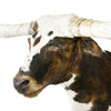 Tri Colored Texas Longhorn