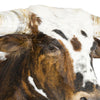 Tri Colored Texas Longhorn
