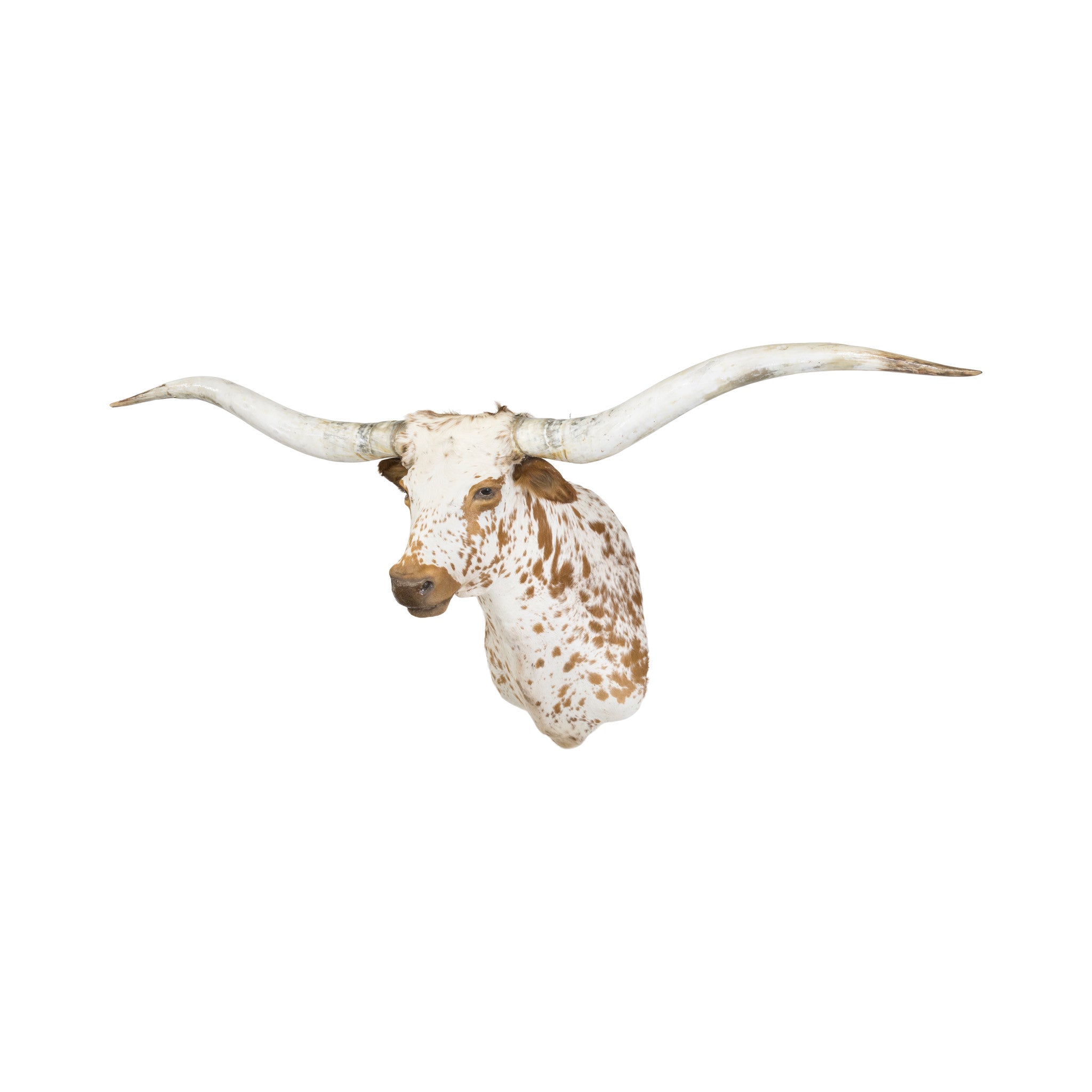 Brown and White Texas Longhorn, Furnishings, Taxidermy, Longhorn