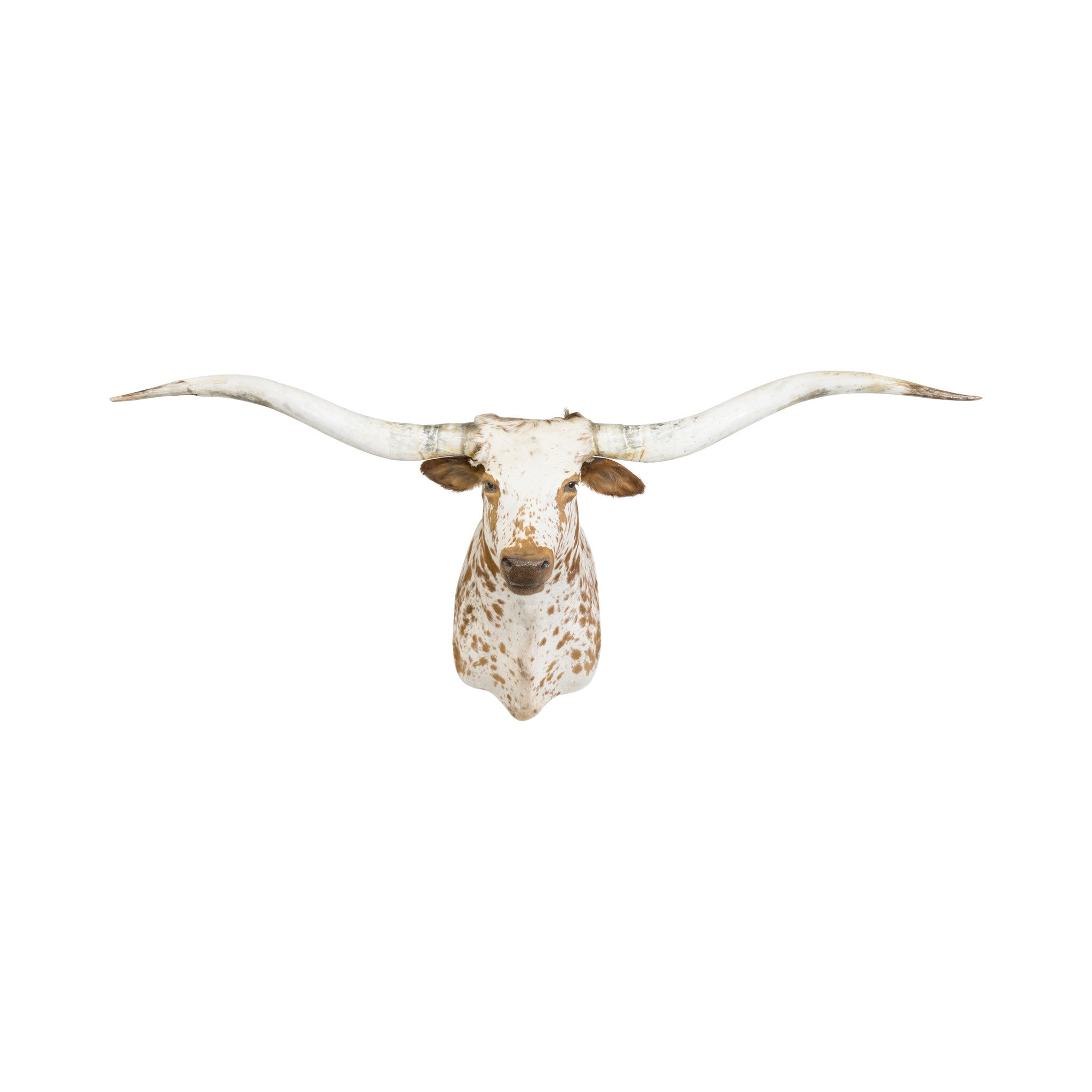 Brown and White Texas Longhorn