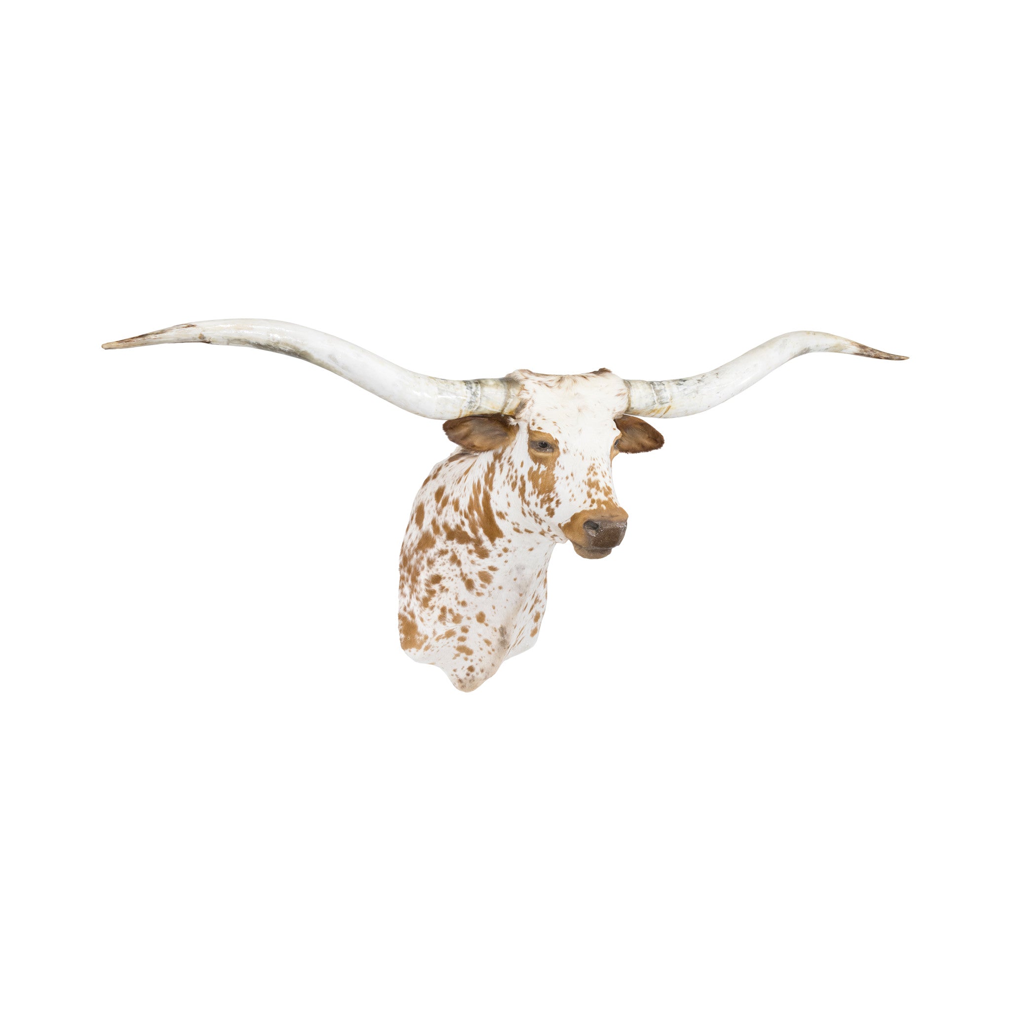 Brown and White Texas Longhorn