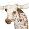 Brown and White Texas Longhorn